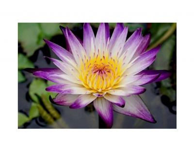 Nguyện Mười Tám: &quot;Mười Niệm Ắt Vãng Sanh&quot; [Lần 4]